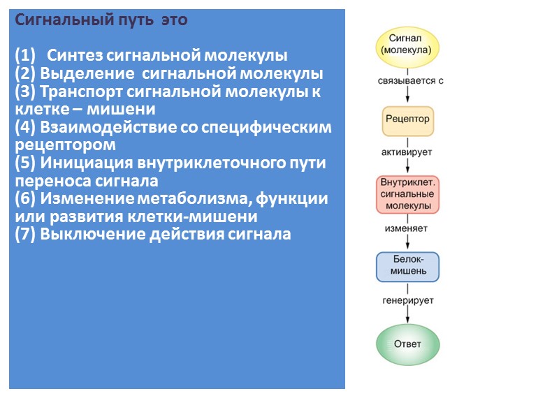 Сигнальный путь  это     Cинтез сигнальной молекулы   